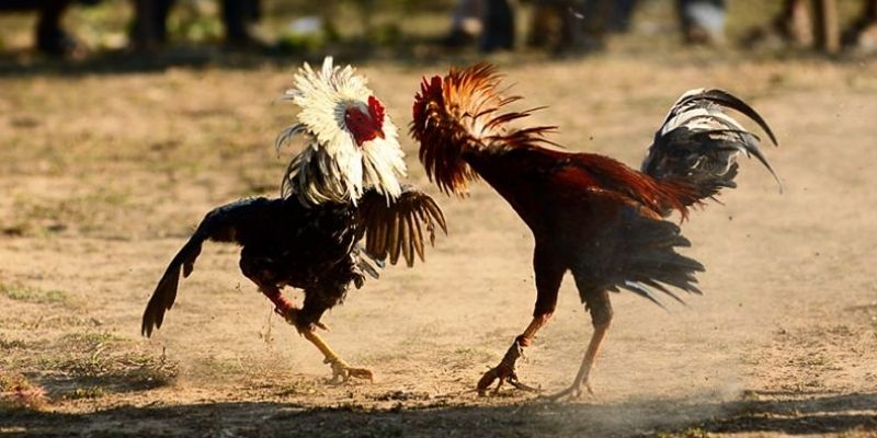 Mẹo chiến thắng khi đặt cược đá gà trực tiếp Campuchia